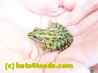 /home//u458753944/public_html/sourcegallery///Frogs/Mixed frogs/P8200332.JPG